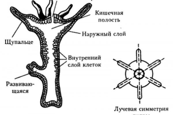 Kraken шоп что это